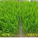 새싹보리밥 이미지