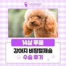 창동역동물병원, 14살 푸들 강아지 비장절제술 수술 후기