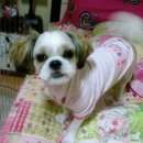 시츄언니 이미지