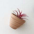 로자리안 이미지