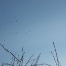 보림농장 Daum카페