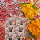 탱이떡볶이 | 2025년 5월 축제 서울 연등회 후기 꿀팁 총정리 종로 조계사 축제 정보