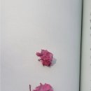 개향기 | 개처럼 살아보면 어떨까? (feat. 고쌤향기 님의 독후기)