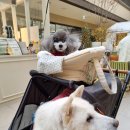 펫라운지 애견유치원 애견호텔 애견미용 이미지