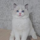 캣돌 캐터리 이미지