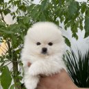 오마이퍼피 이미지