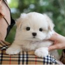 말티즈하우스 | 부산말티즈분양 알아보며 살펴본 특징과 분양 기준