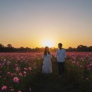 호계면 막곡강변 가로수길 | 10월 경북 꽃명소 Top 7! 보랏빛 개미취부터 코스모스까지