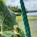 용모 농장 이미지