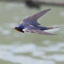 자유-희망 이미지