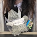 GYM LAB | [Mar 17-23] St.Patrick&#39;s Day, La Jolla Cove, 재학생이 말아주는 UCSD 투어, LA 당일치기