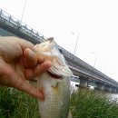 장안대교(밑) 이미지