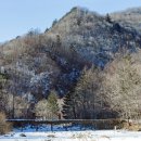 상판소나무숲 이미지