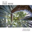 죽림2로 티스토리