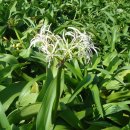 문주란 자생지 이미지