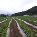 미녀네농장 이미지