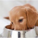 퍼스트 동물메디컬 센터 이미지