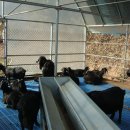 화천흑염소농장 이미지