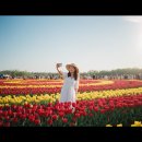 꽃길이어라(플라워디자인) | 태안 튤립 축제 봄나들이 후기, 태안 세계 튤립 꽃 박람회 이용팁과 코스 총정리