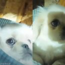 펫스토리 수가 이미지