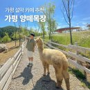 설악차유리 | 가평 설악 카페 추천 양떼목장 유채 만개 산책 후 베이커리 카페까지