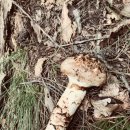 돼지양념구이 이미지