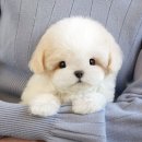 칠곡꼬숑분양 미유펫대구점 리얼후기