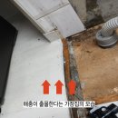 이사 전 필수! 입주방역으로 바퀴벌레 등의 해충 예방하기!