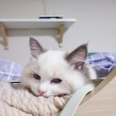 미라클 그루밍 이미지