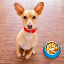 보광동물병원 이미지