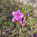 작은나무숲 이미지