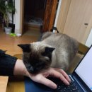 냥이놀이터 이미지