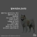 BALBARI(발바리) 이미지