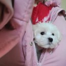 펫노우 | 강아지 슬개골탈구 예방 펫노우 관절영양제 아스로펫 후기