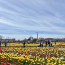 태안장터 | 2026 태안 튤립축제 후기 / 위치부터 입장료 먹거리 지역 장터까지
