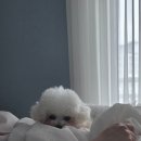 프리티독 이미지