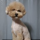 고고하개 네이버블로그