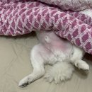 빽다방부산연산 이미지