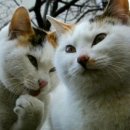 나만 없어 고양이 이미지