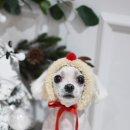 조이펫살롱 이미지