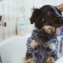 MY DOG GROOMING 이미지