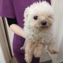 효자 동물병원 이미지