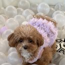 세천로7길 | 대구 애견카페, 대구 강아지동반 카페 &#39;짜세프렌즈&#39; 후기 !!