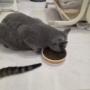 (주)인디고 | 인디고 바이오뉴트리션 하이포알러제닉 포 캣 고양이사료 체험단 후기