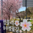 거창읍-22 | 거창 벚꽃 4.11 실시간 (임불마을, 덕천서원, 용원정)