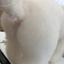 반려동물미용실 언니네 이미지