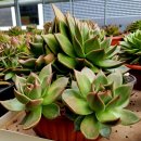 창전농장 이미지