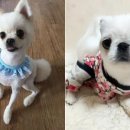 하늘동물병원 이미지