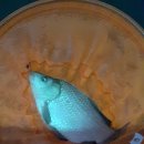 화제낚시터 이미지