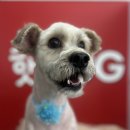핫 dog 이미지